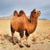 奇妙的朋友萌萌百科动物系列：奇特的沙漠之舟  骆驼