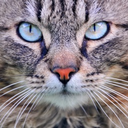 Cat Sounds & Tail Talk - Meows, Toy & Translator