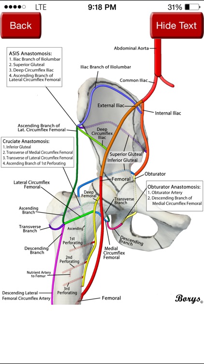 Pocket LEA - Lower Extremity Anatomy screenshot-0