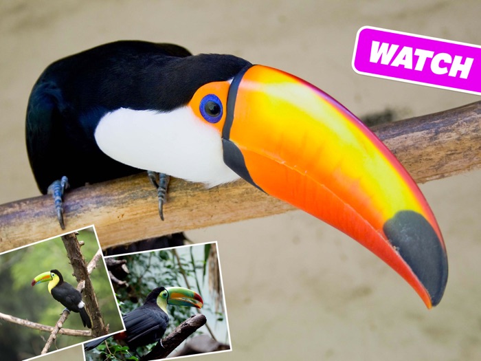 Animal Sounds, Photos and Info