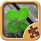 Leaf Puzzle Games - Real Picture Jigsaw Puzzles