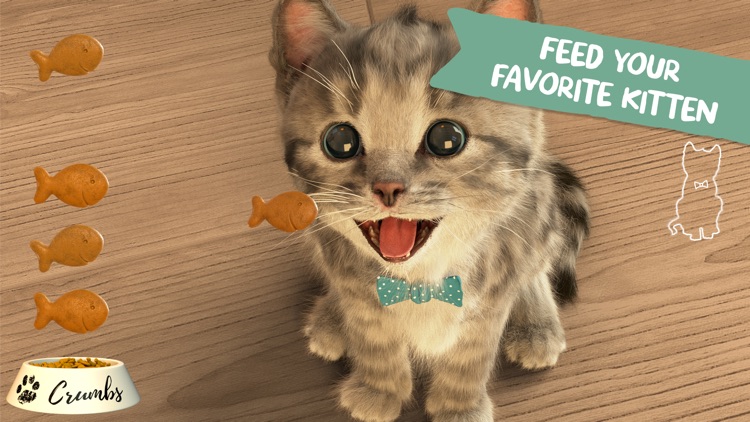Little Kitten - My Favorite Cat