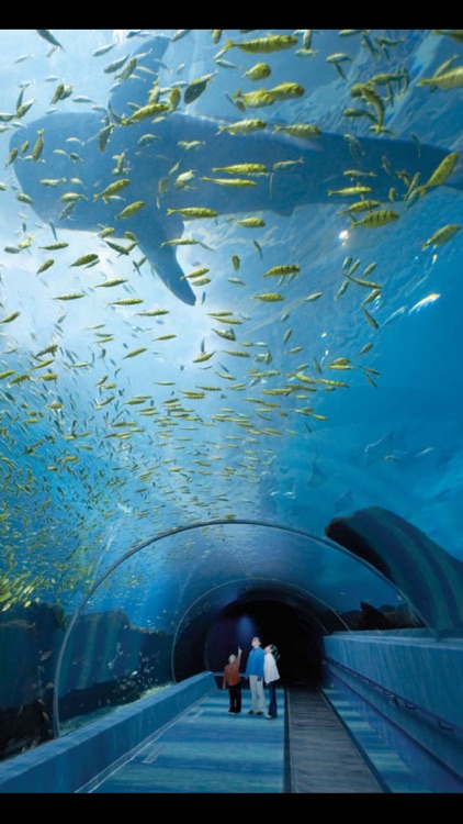 Aquarium Live Wallpaper | Nature coral ocean scene