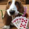 Basset Hound Casino Slot