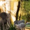 Jungle Animals Attack-Elephant Simulator Game