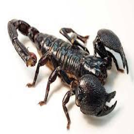 Scorpions Deadly iOS App