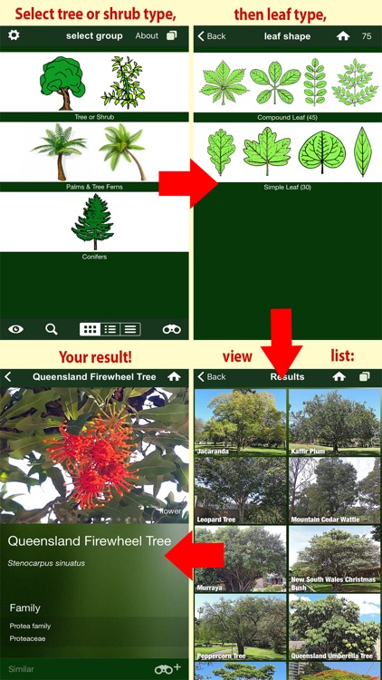 Tree Id Australia - Sydney's Urban Trees & Shrubs