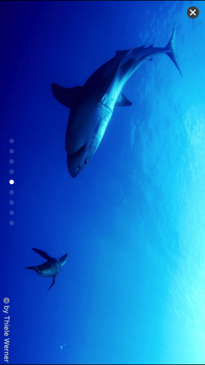 Sharkproject(圖4)-速報App