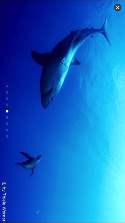 Sharkproject screenshot-3