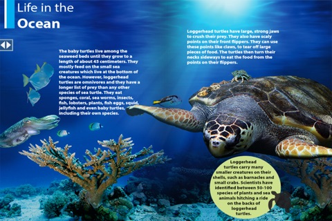 LoggerheadTurtle screenshot 2