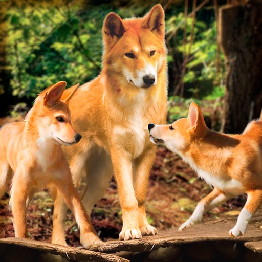 Wild Dingo Dog Survival Simulator 3D