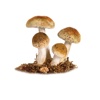 Mushrooms Database