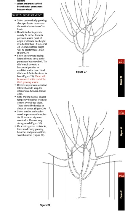 Cherry Training Systems