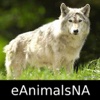 Animals of North America - eAnimalsNA - Animal App