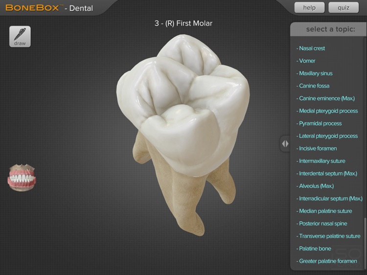 BoneBox™ - Dental Pro
