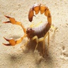 Scorpions of The Desert