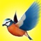 Climb Bird Climb - A Bird Jumper Game