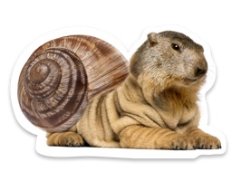 Have you ever been frustrated by the fact that the animal photos you send your friends only have one animal per photo