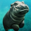 Hippo Wallpapers HD- Quotes and Art Pictures