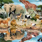 HD Wild Animal Wallpapers