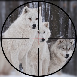 Wild Wolf Hunter 2017