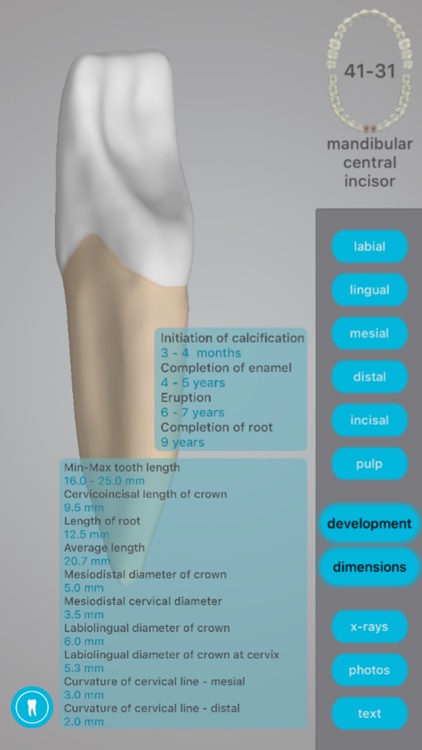 Dental Corpus Anatomy