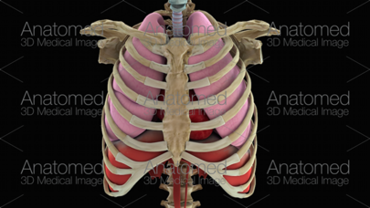 How to cancel & delete Anatomed - 3D Medical Image from iphone & ipad 4