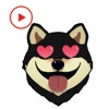Shiba Emoticon Animated