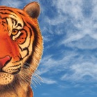 Top 11 Business Apps Like TigerView Cloud - Best Alternatives
