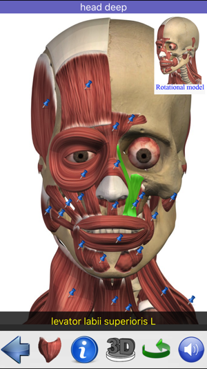 Visual Anatomy(圖3)-速報App