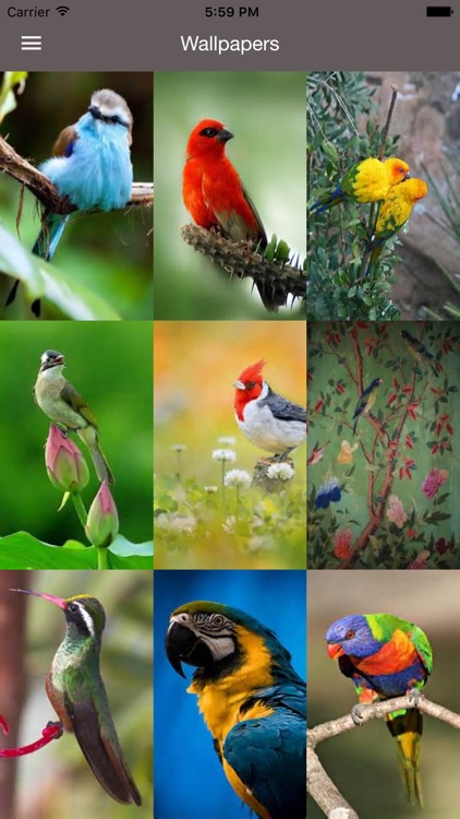 cute birds wallpapers
