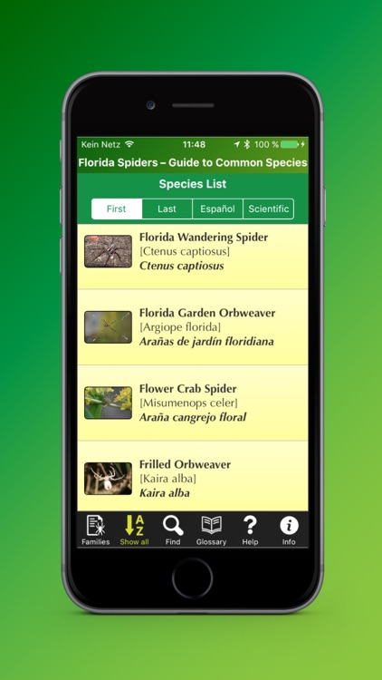 Florida Spiders - Guide to Common Species