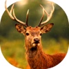 2017 Deer Hunting Sniper Adventure 3D Pro