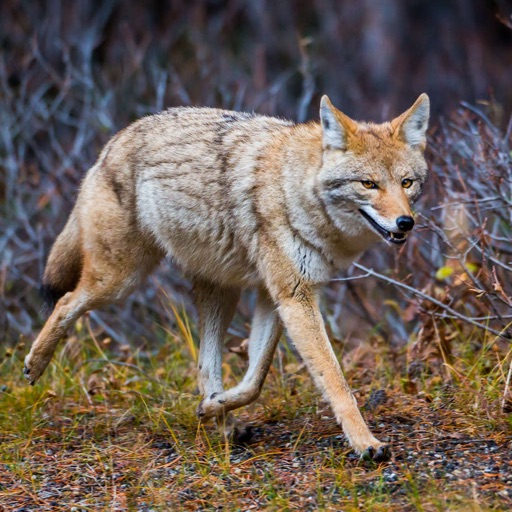 100+ Coyote Hunting Calls - Predator Sounds iOS App