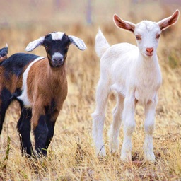 Goat Breeds: Various Types of Goat