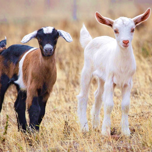 Goat Breeds: Various Types of Goat icon