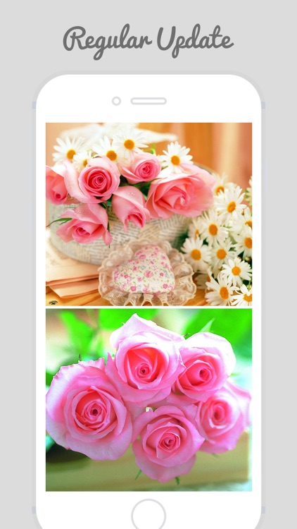 Trendy Roses - Best Collection of Rose Wallpapers