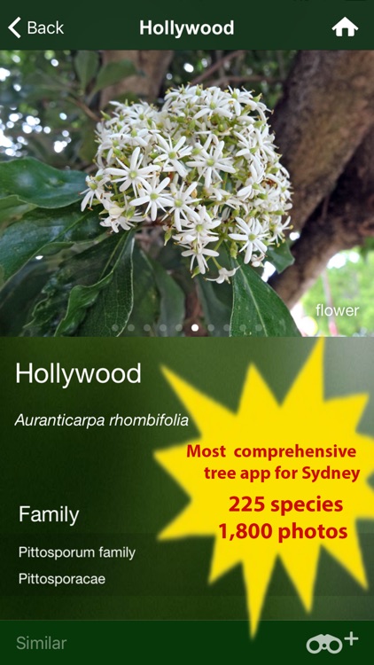 Tree Id Australia - Sydney's Urban Trees & Shrubs