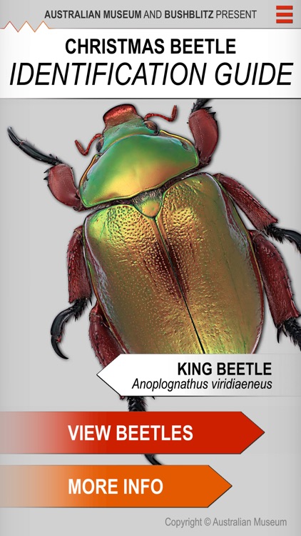 Xmas Beetle ID Guide