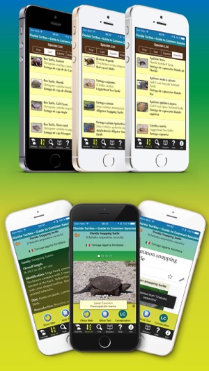 Florida Turtles – Guide to Common Species(圖3)-速報App