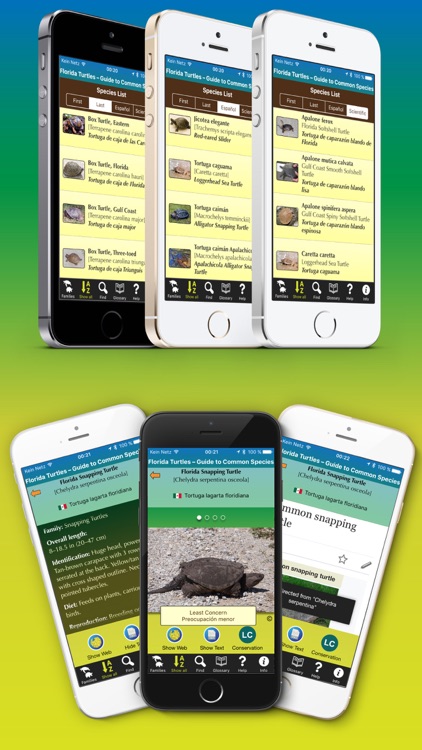 Florida Turtles – Guide to Common Species