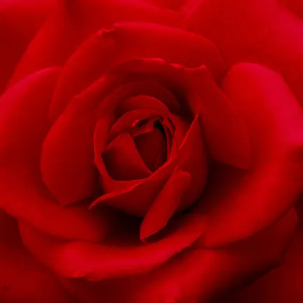 Rose Wallpapers & Backgrounds – Pictures of Roses Читы