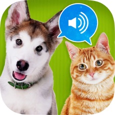 Activities of Animal sounds HD !