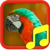 Bird Calls and Sounds. Sounds for Relax and Sleep