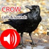 Crow Hunting Calls & Sounds - Real Sounds