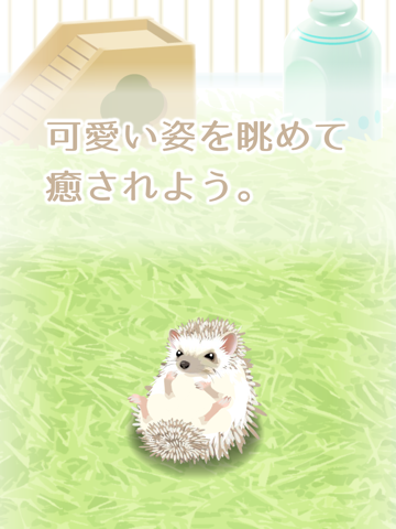 Hedgehog Pet screenshot 3