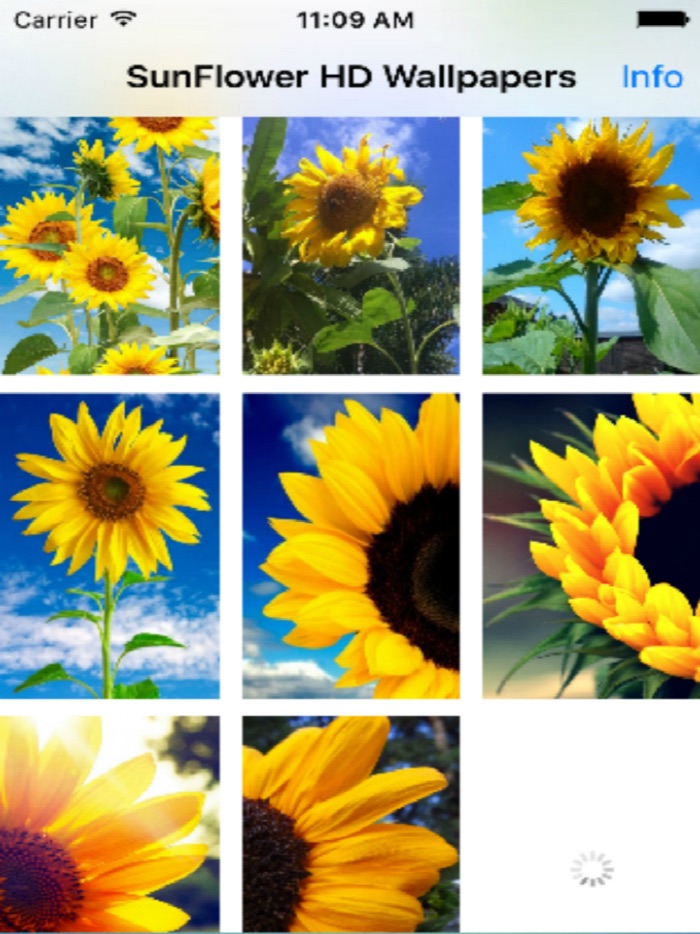 Sunflower Wallpapers