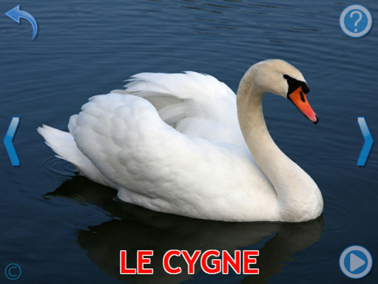 Bébé découvre les Animaux. Bébé découvre les Animaux.