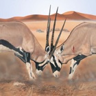 Top 42 Reference Apps Like Mammals of the Southern African Subregion - Best Alternatives