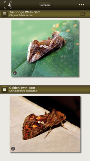 Moths of Britain & Ireland(圖2)-速報App